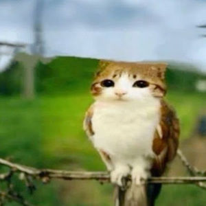 Meet your Posher, Layla